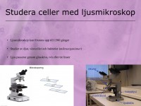 /album/studera-celler-i-ljusmikroskop/a5-cellen-006-jpeg1/